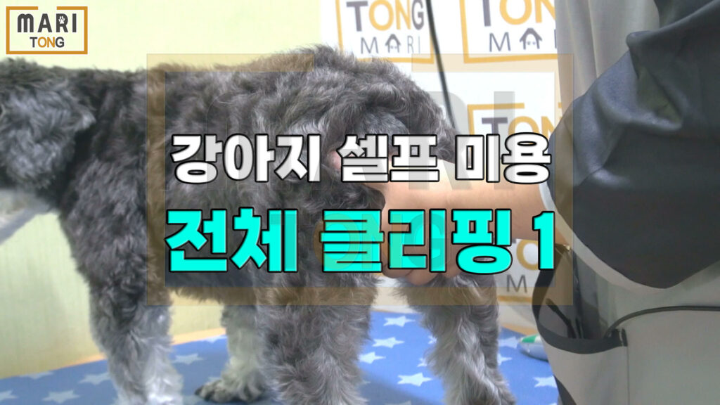 강아지 셀프미용 강아지 빡미용