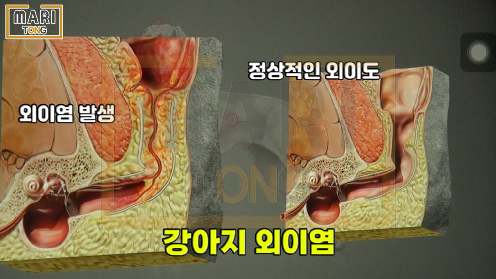 강아지 귀 진드기