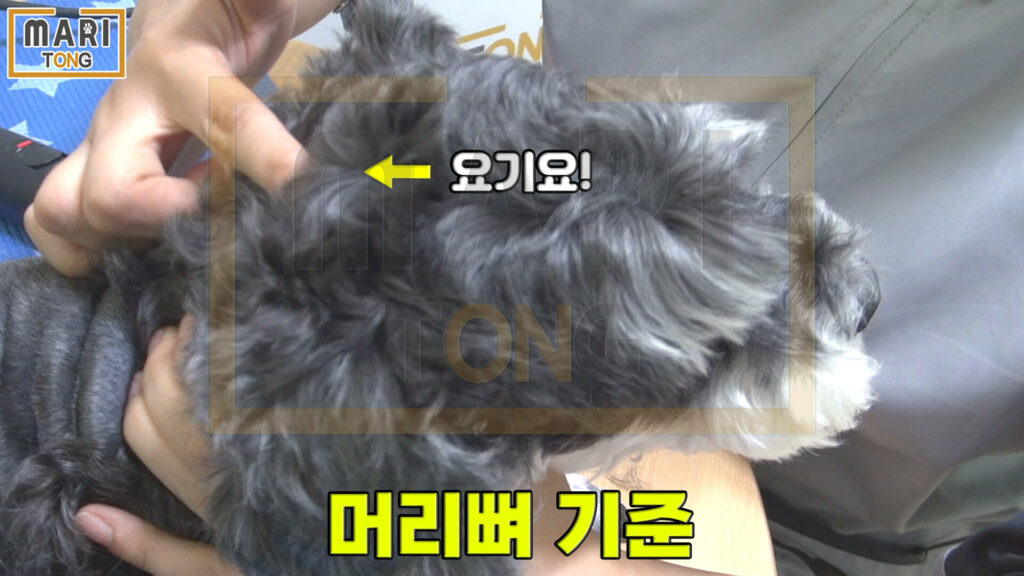 강아지 셀프미용 강아지 얼굴 털 미는 방법