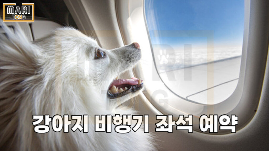 강아지 비행기 좌석 예약 