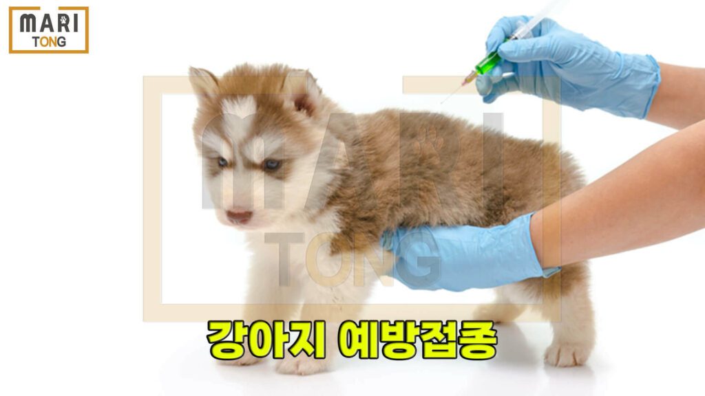 강아지-예방접종-종류