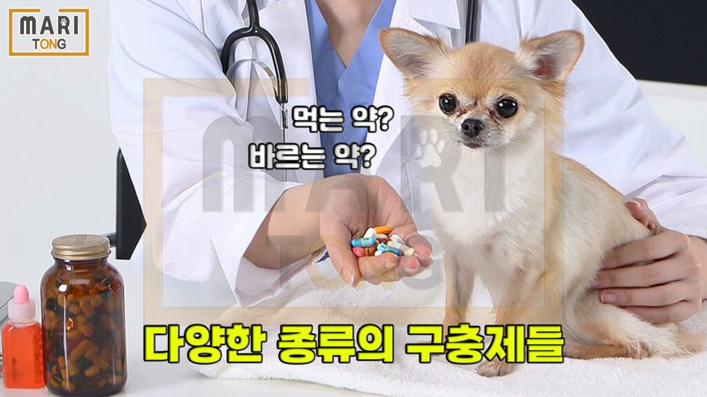 강아지-동물병원-강아지-구충제-사용-방법
