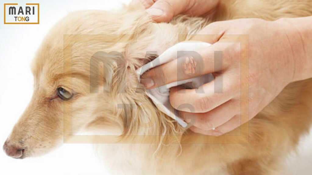 강아지-동물병원-강아지-귀-염증