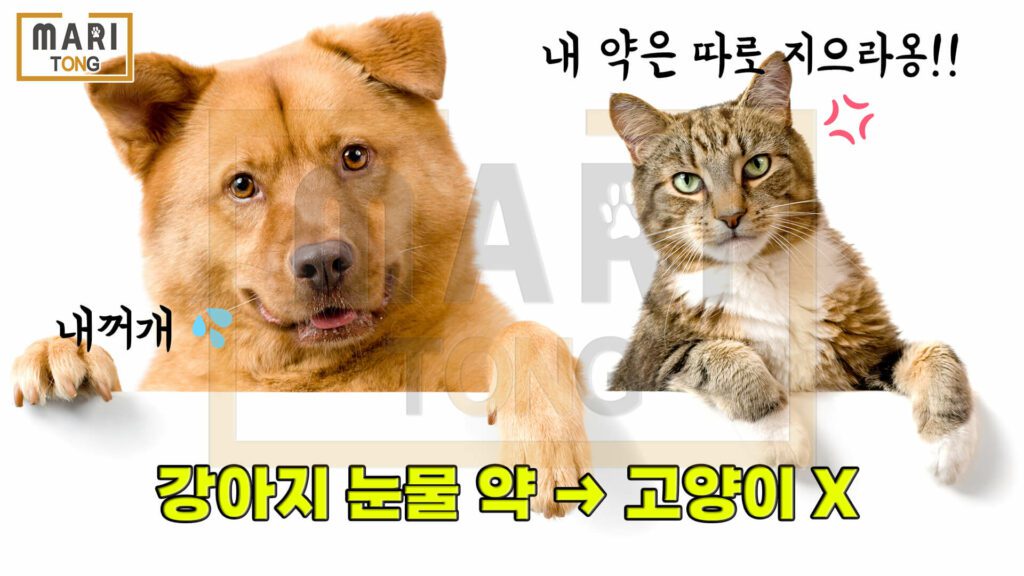 강아지-동물병원-강아지-눈-영양제