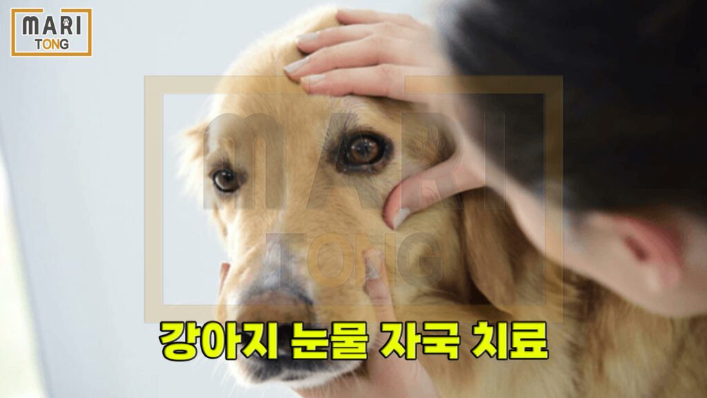 강아지-동물병원-강아지-눈물자국-치료-방법