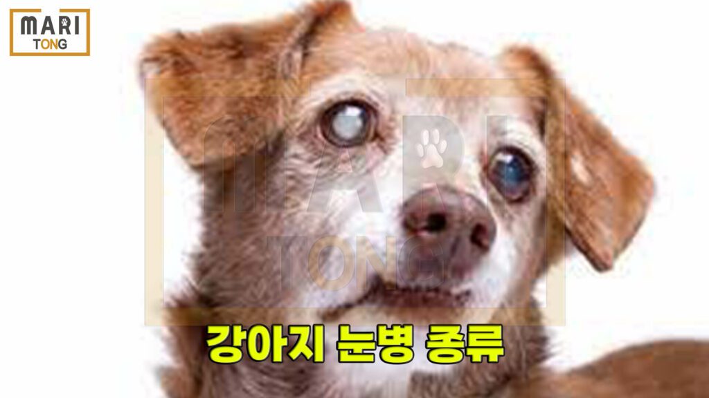 강아지-동물병원-강아지-눈병-안약