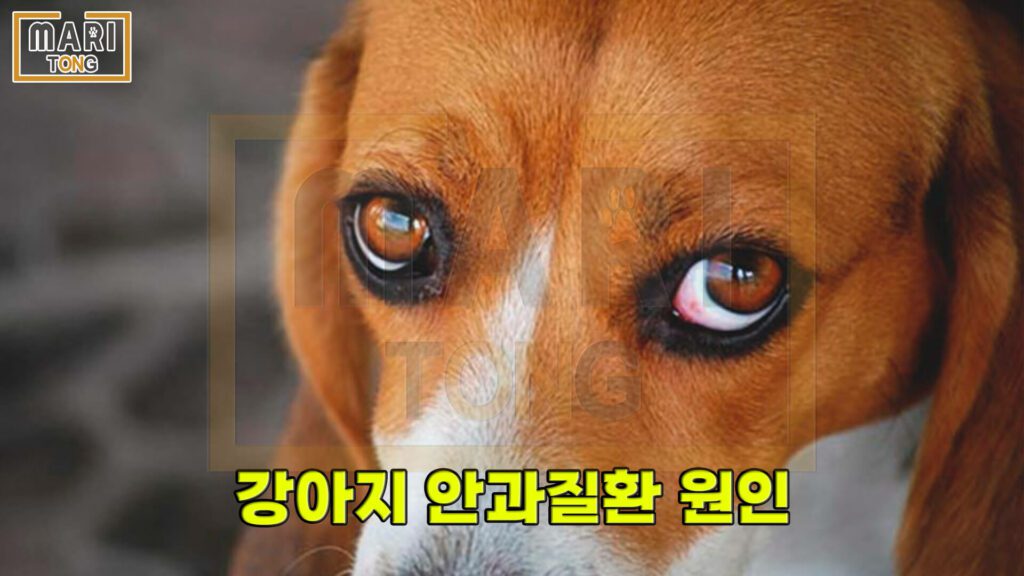 강아지-동물병원-강아지-눈병-원인