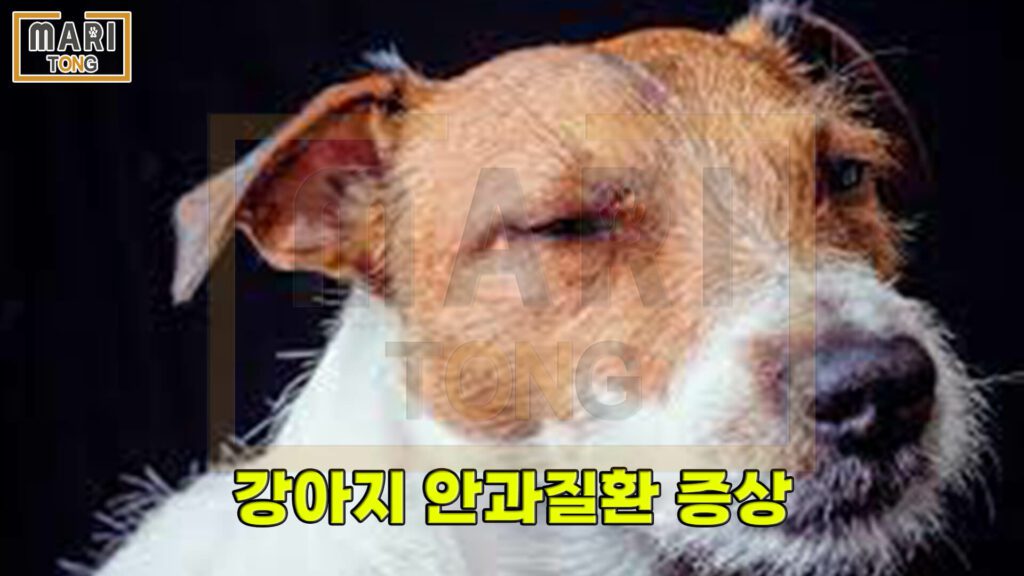강아지-동물병원-강아지-눈병-증상