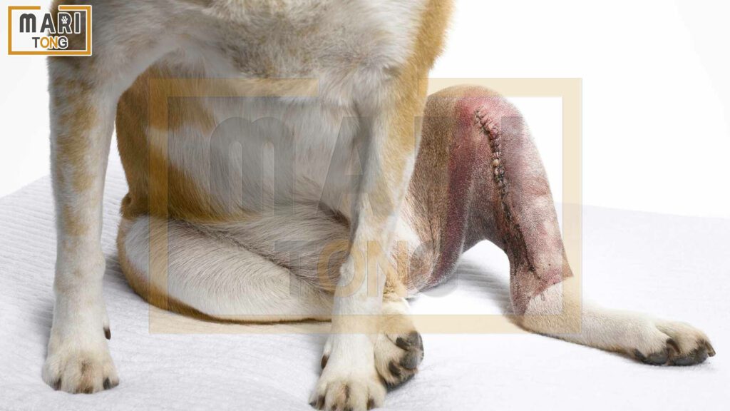 강아지-동물병원-강아지-슬개골-탈구-증상