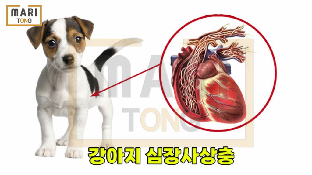 강아지-동물병원-강아지-심장사상충-예방접종