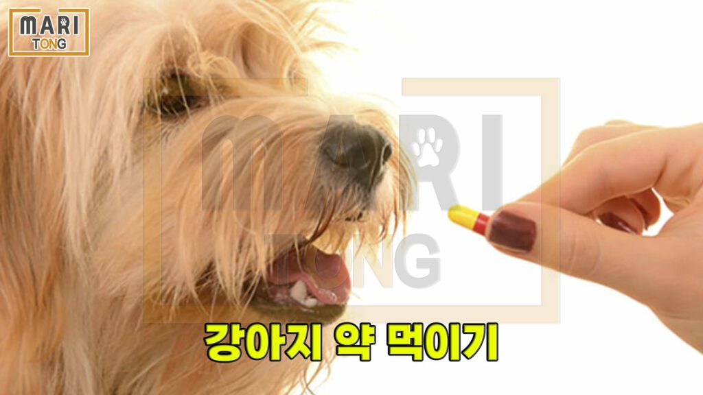 강아지-동물병원-강아지-약-먹이는-방법
