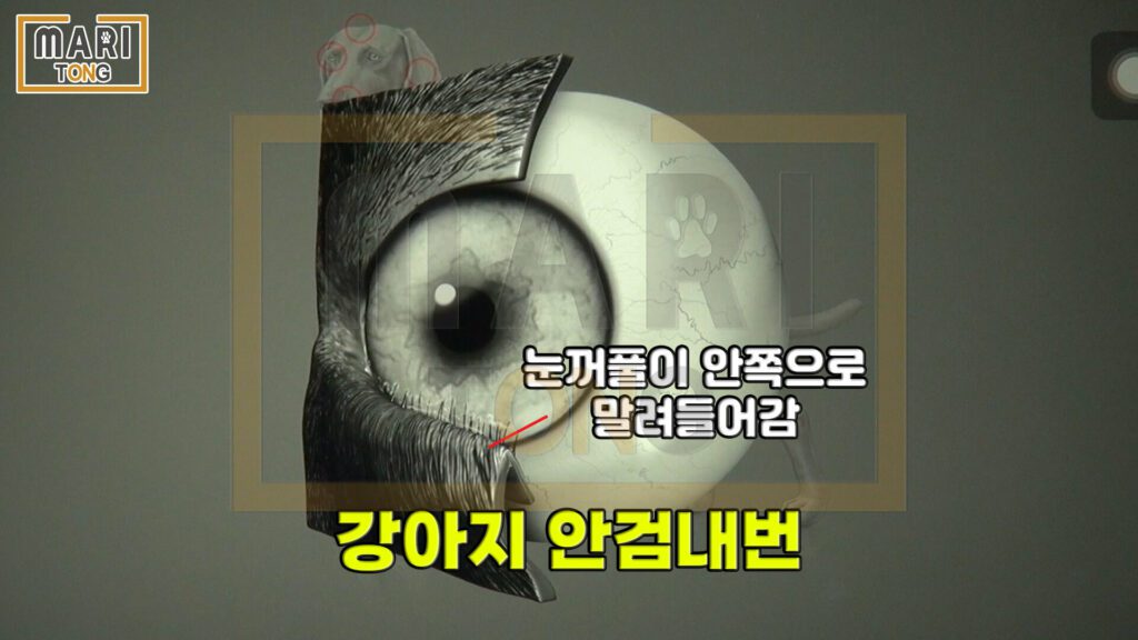 강아지-동물병원-강아지-엑트로피온-안검-외번