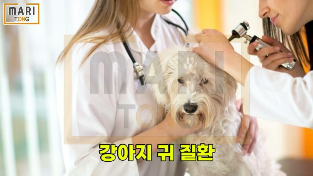강아지-동물병원-강아지-외이염-증상