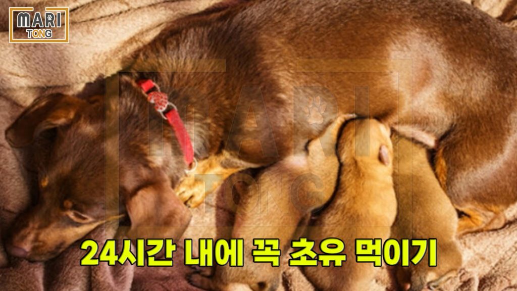 강아지-동물병원-강아지-출산-과정