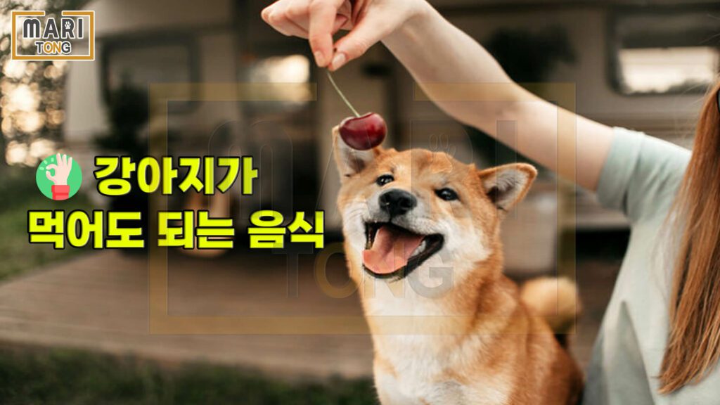 강아지-동물병원-강아지가-먹이면-좋은-음식