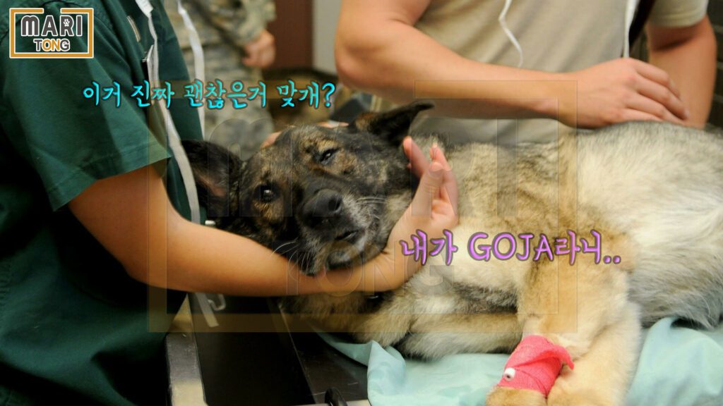 강아지-동물병원-수컷-강아지-발정-증상