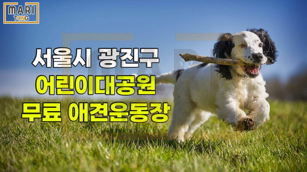 광진구-강아지-운동장-어린이대공원