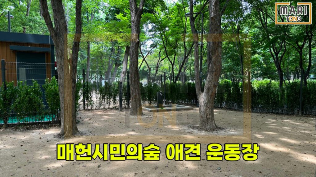 서울시-서초구-매헌시민의숲-강아지-운동장