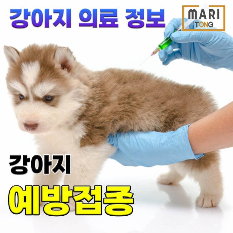 강아지 예방접종 방법과 종류 및 시기 (5차 예방접종)