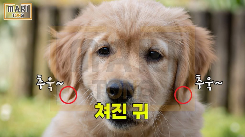 강아지 셀프미용 강아지 귀 모양