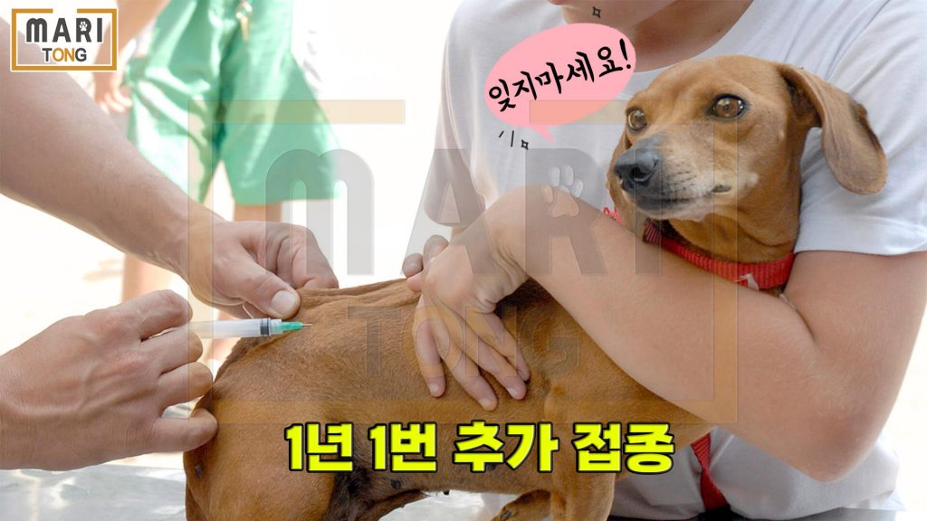 강아지 예방접종 방법