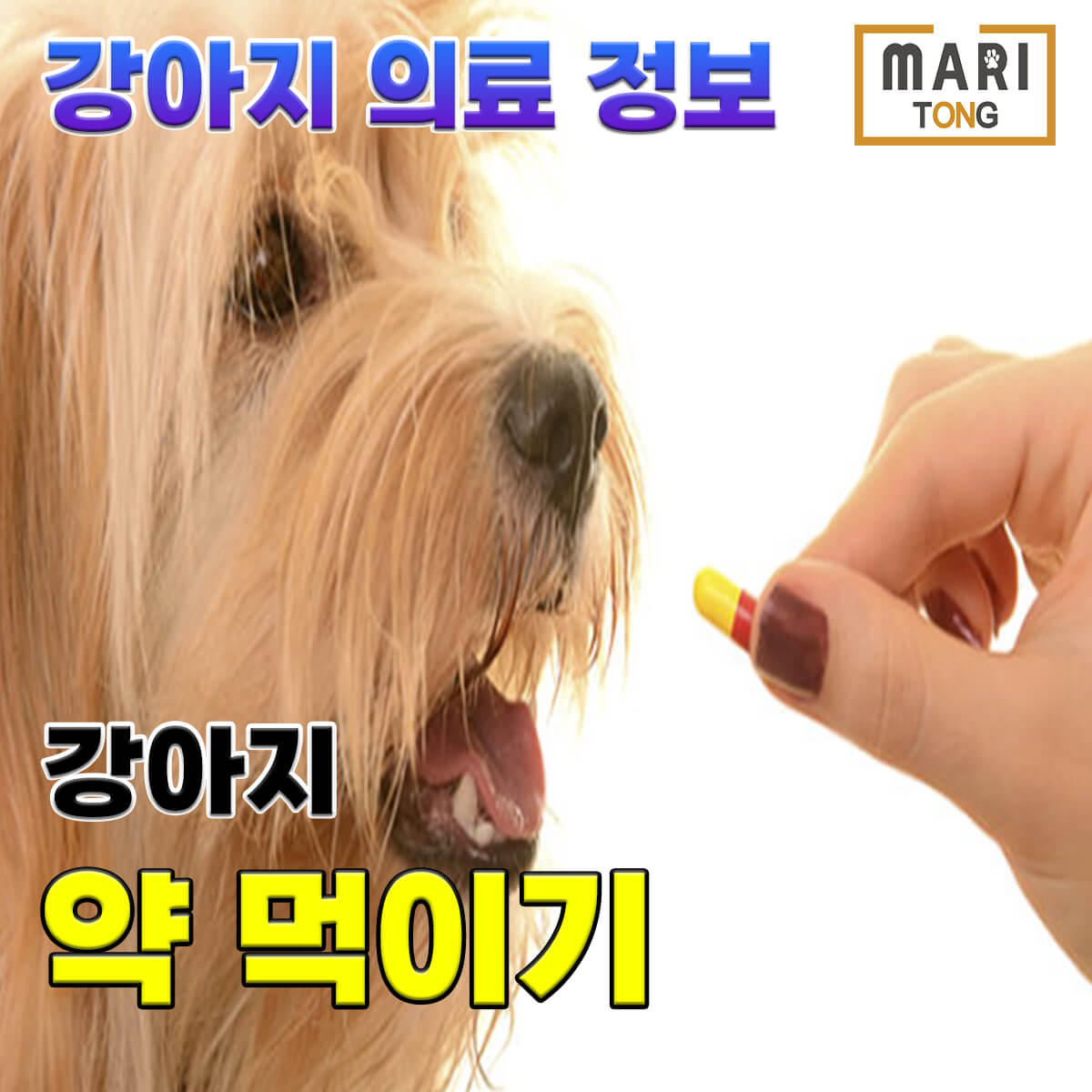 강아지 약 먹이는 방법 Tip 3 - 마리통