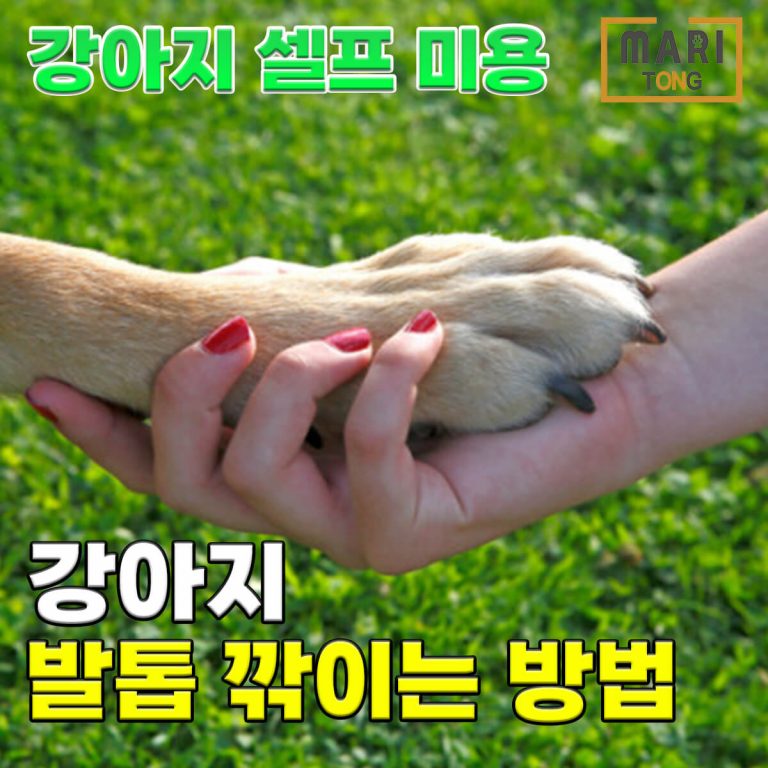 강아지 셀프미용 강아지 발톱 자르는 방법