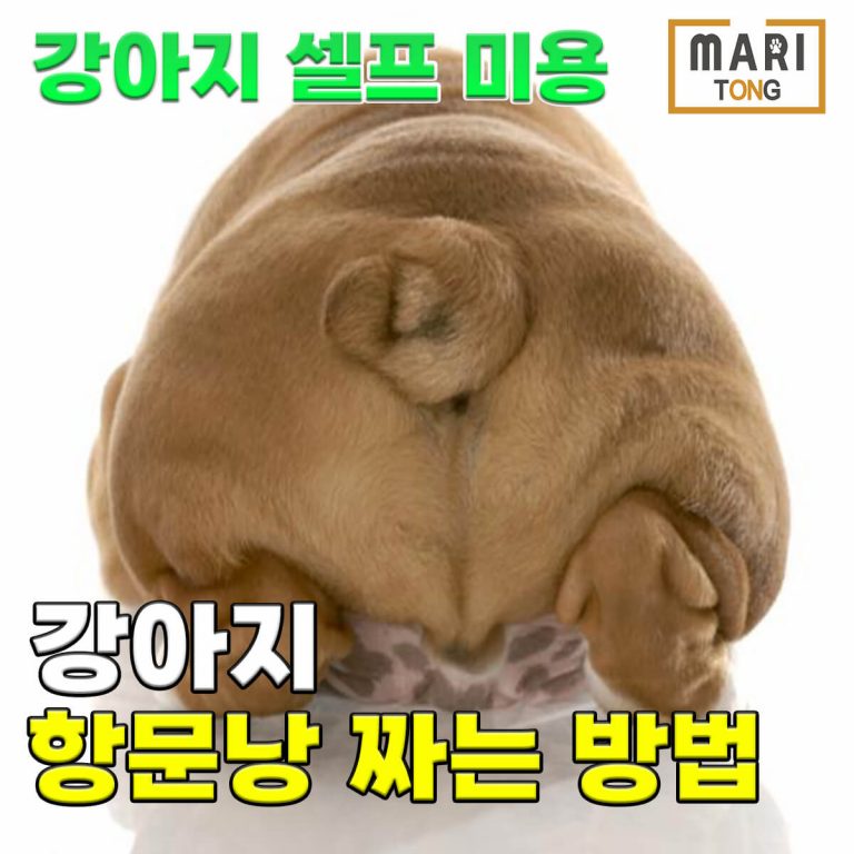 강아지 셀프미용 강아지 항문낭 짜는 방법