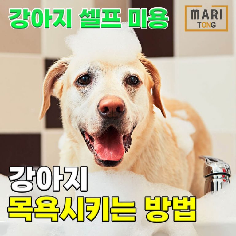 강아지 셀프미용 강아지 목욕 방법