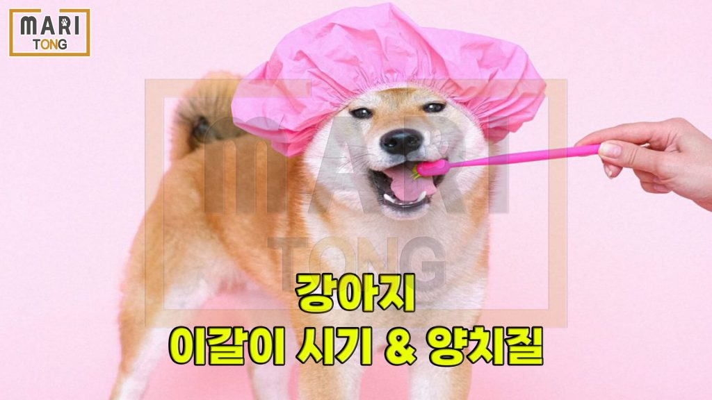 강아지 이빨 빠지는 시기, 강아지 유치