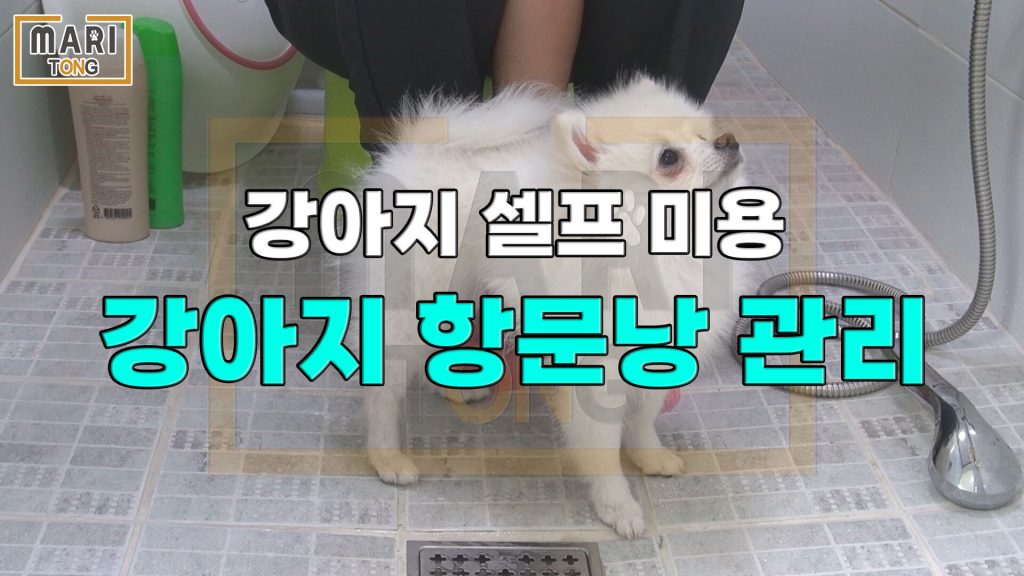 강아지 셀프미용 강아지 항문낭 짜기