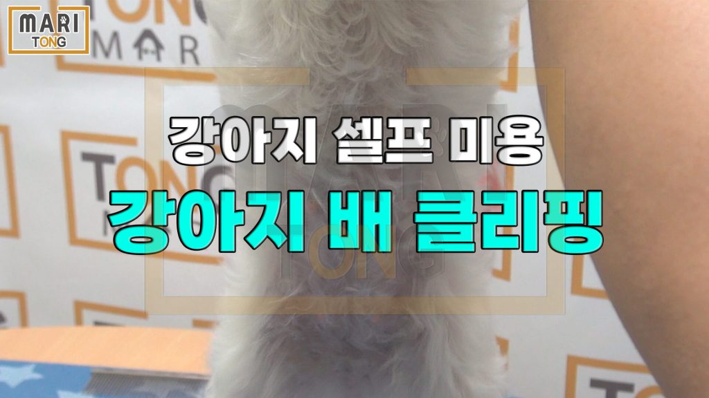강아지 셀프미용 강아지 배털 미는 방법