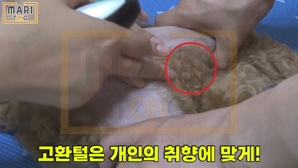 강아지 셀프미용 수컷 강아지 고환 털 정리 방법