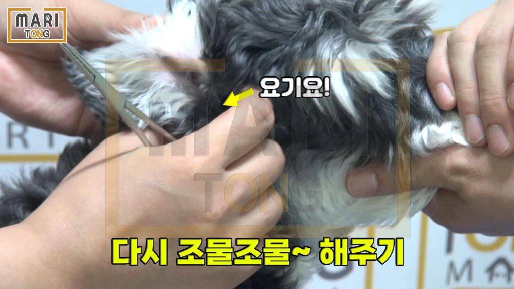 강아지 셀프미용 강아지 귀 염증 예방 방법