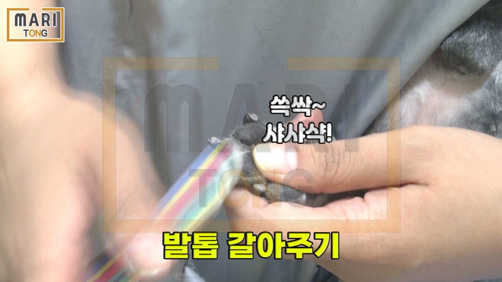 강아지 셀프미용 강아지 발톱 갈아주기 - 강아지 발톱 그라인더 / 네일 화일