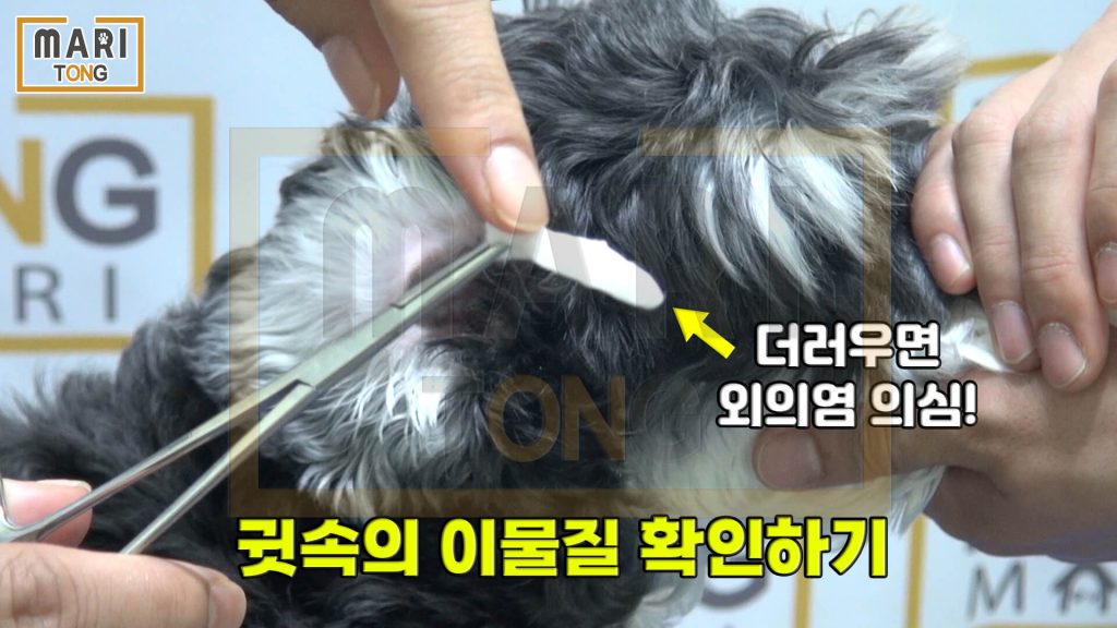강아지 셀프미용 강아지 귀 청소 면봉 사용 금지