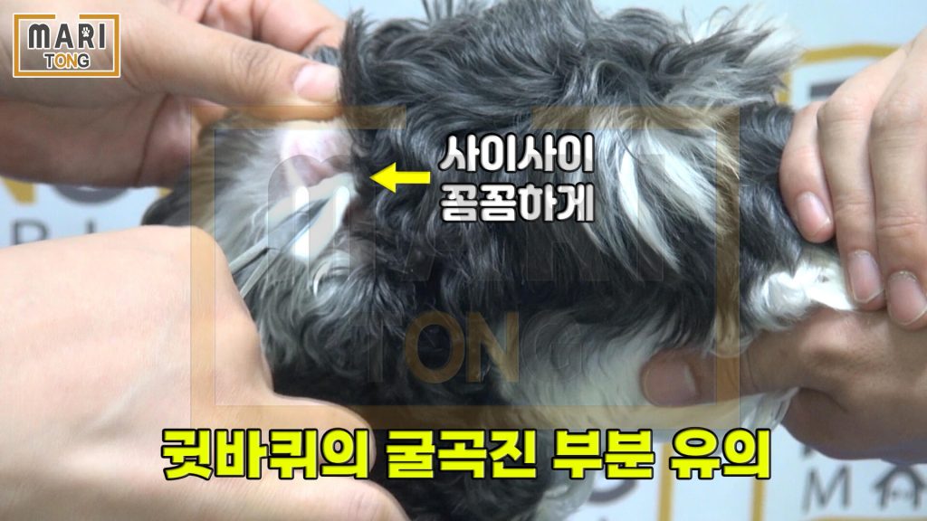 강아지 셀프미용 강아지 귀 세정제 사용 방법