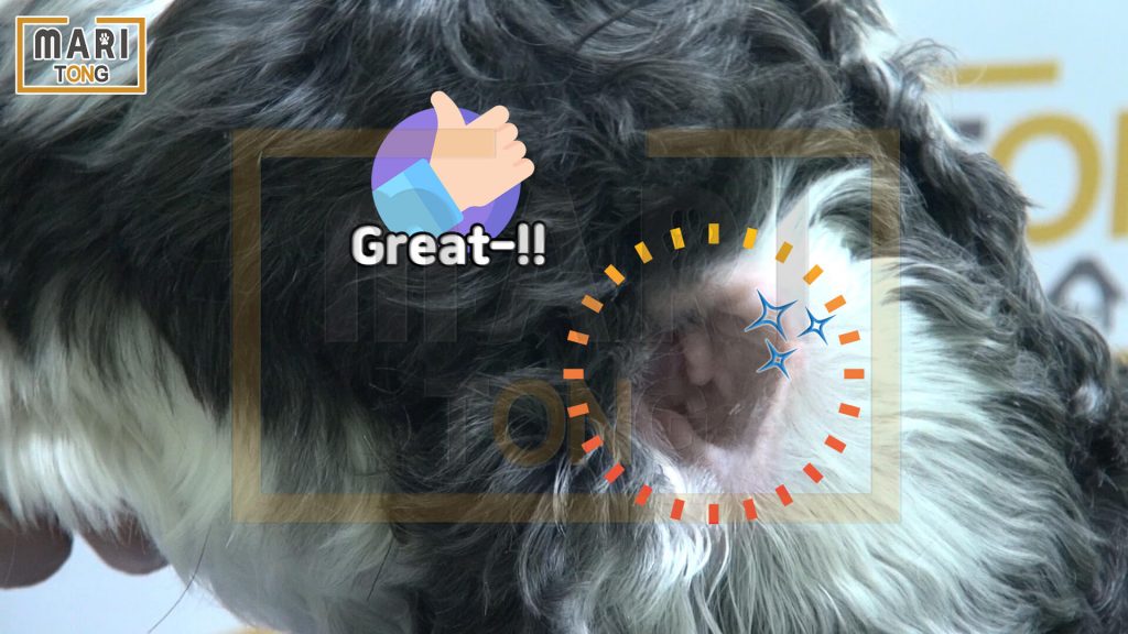 강아지 셀프미용 강아지 귀 청소 쉽게 하는 방법