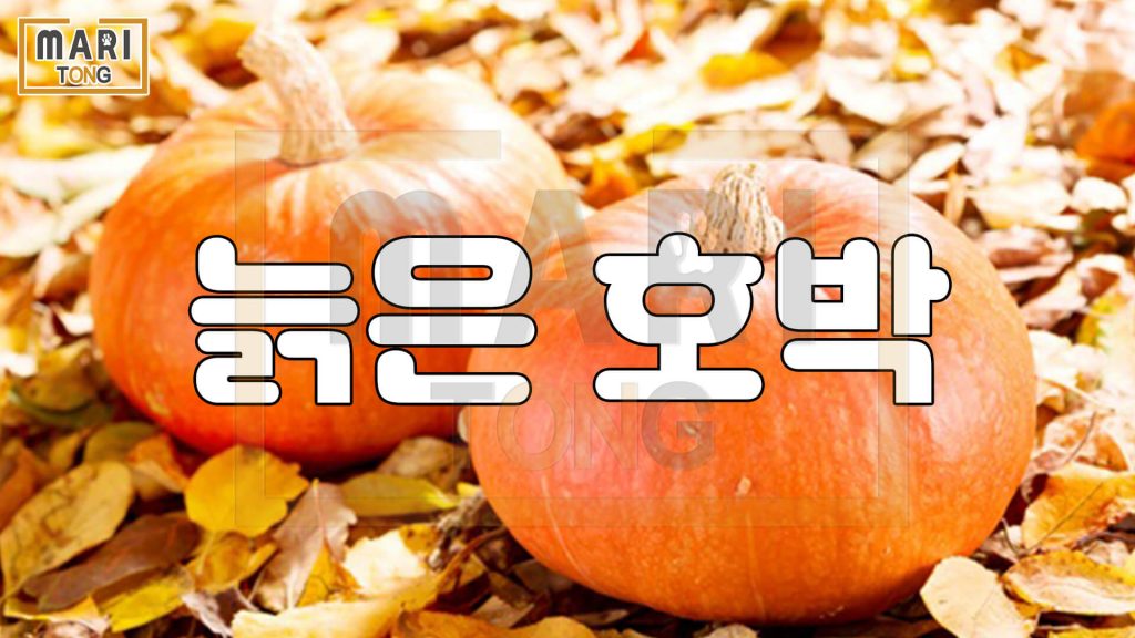 강아지 동물병원 강아지에게 줘도 되는 늙은호박