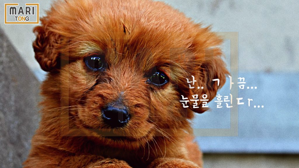 강아지 동물병원 강아지 눈물 원인