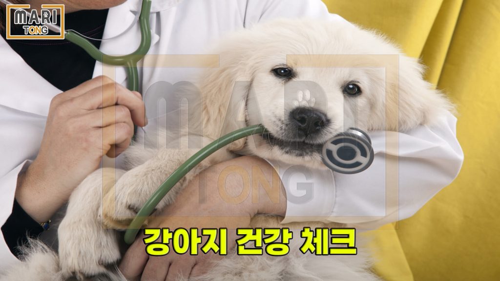 강아지 동물병원 강아지 건강 체크