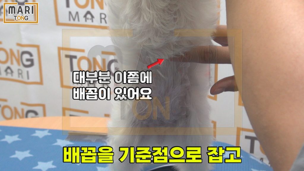 강아짓 셀프미용 강아지 배털 깎는 방법