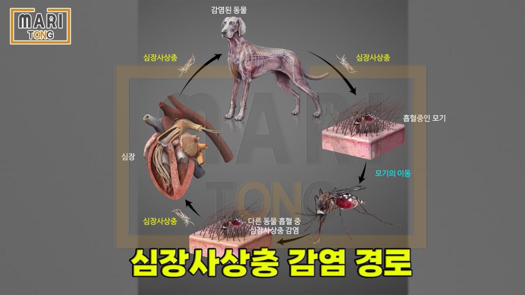 강아지 동물병원 심장사상충 증상 
