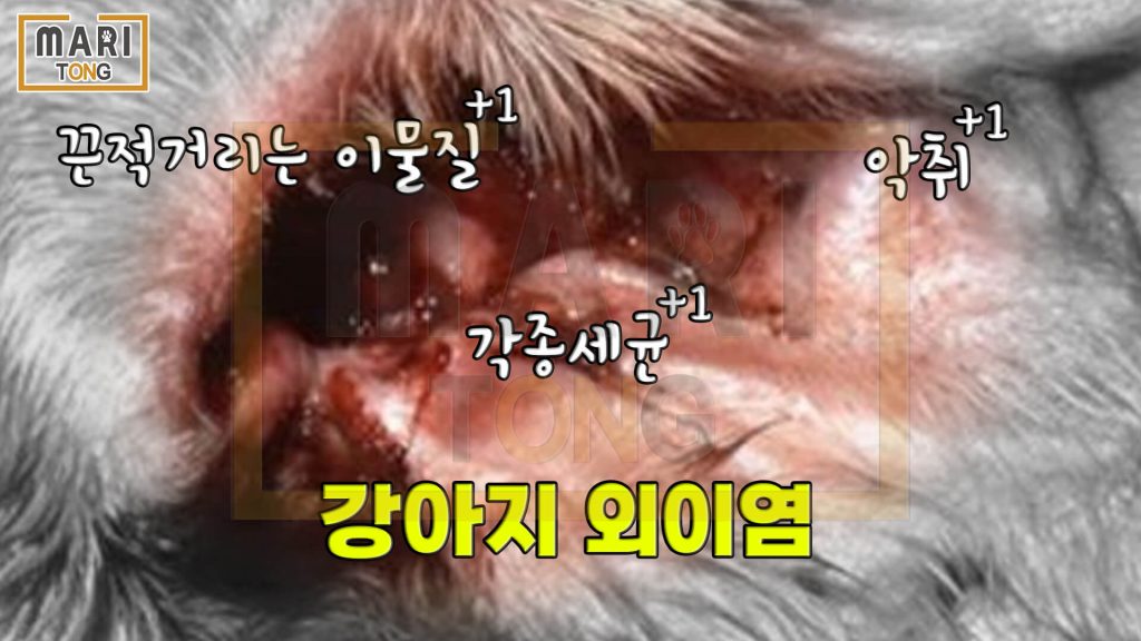 강아지 셀프미용 강아지 외이염, 강아지 귀 염증