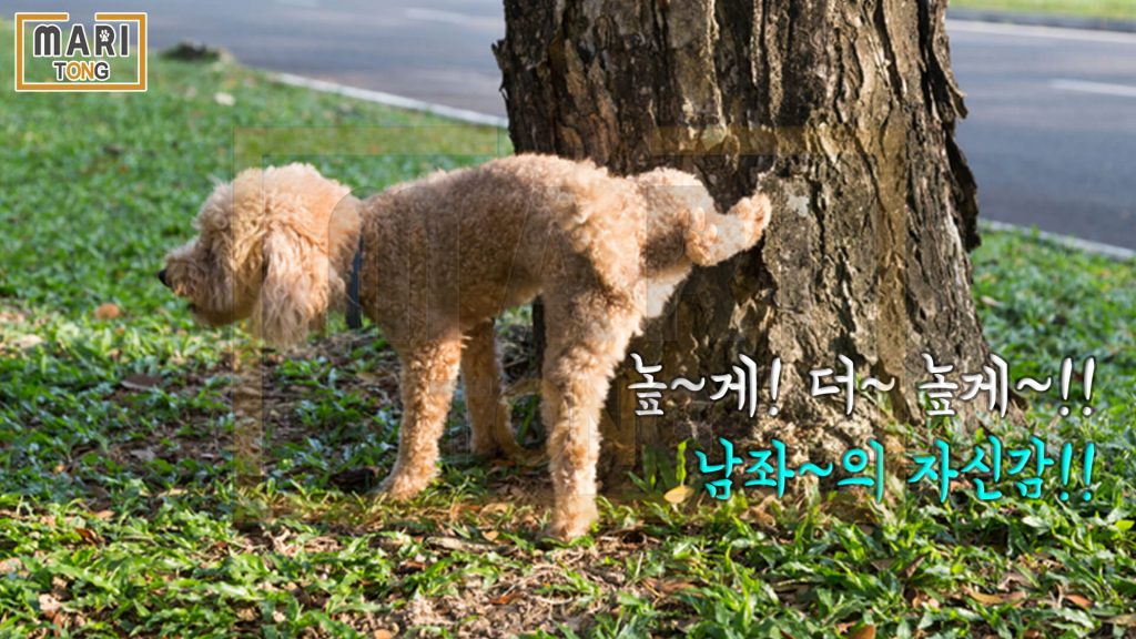 강아지 동물 병원 강아지 발정 행동