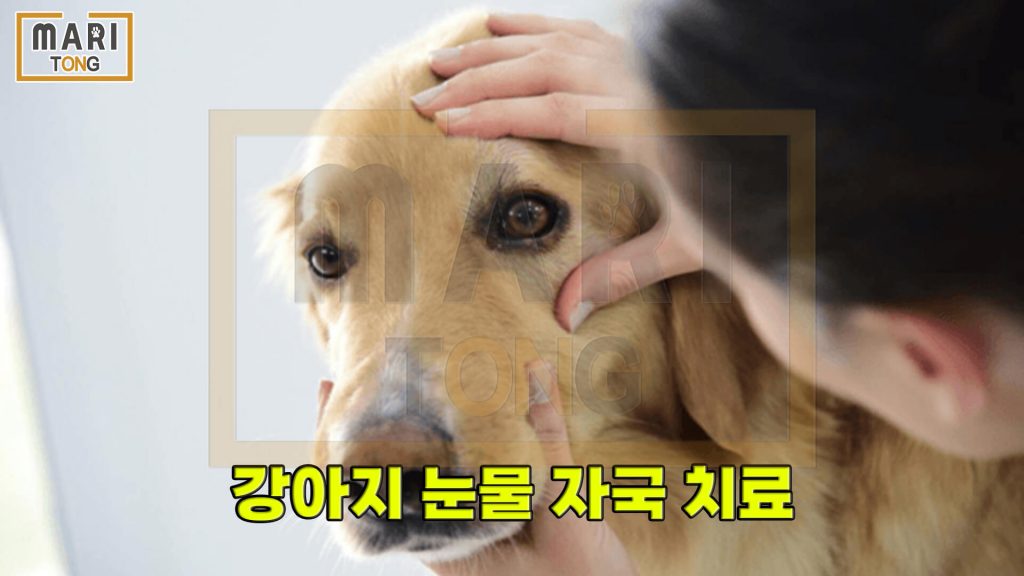 강아지 동물병원 강아지 눈물자국 치료