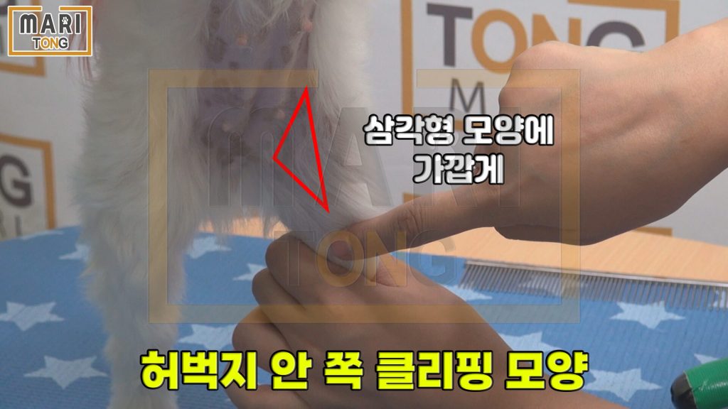 강아지 셀프미용 강아지 배털 깎을 때 모양