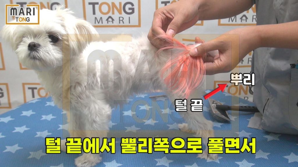 강아지 셀프미용 강아지 빗질하는 방향