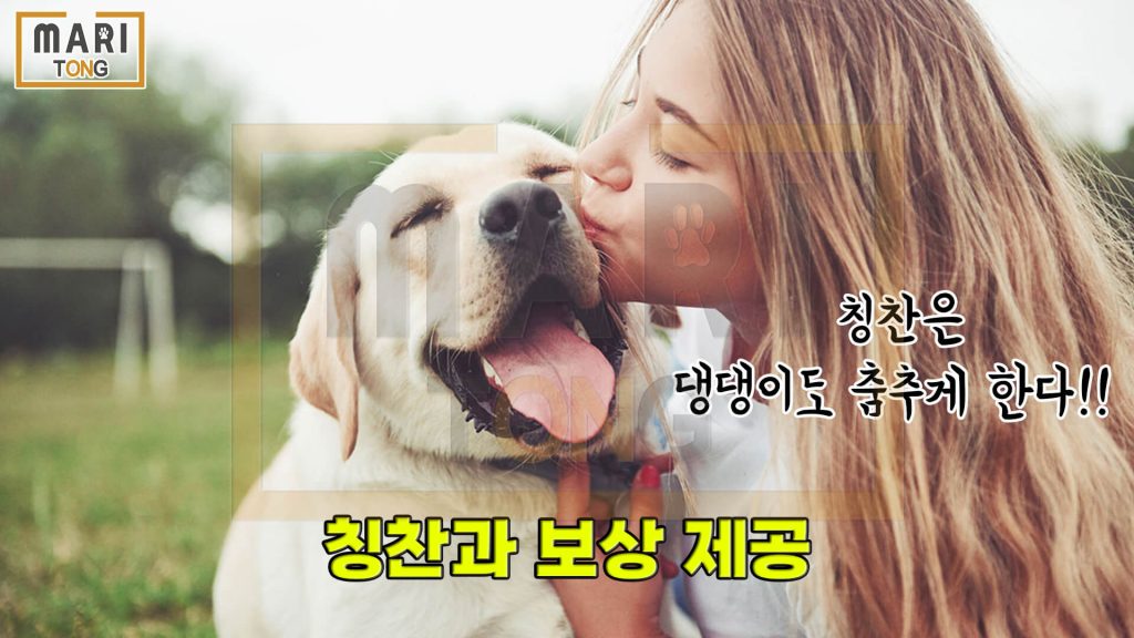 강아지 동물병원 강아지 식분증 - 칭찬 & 보상