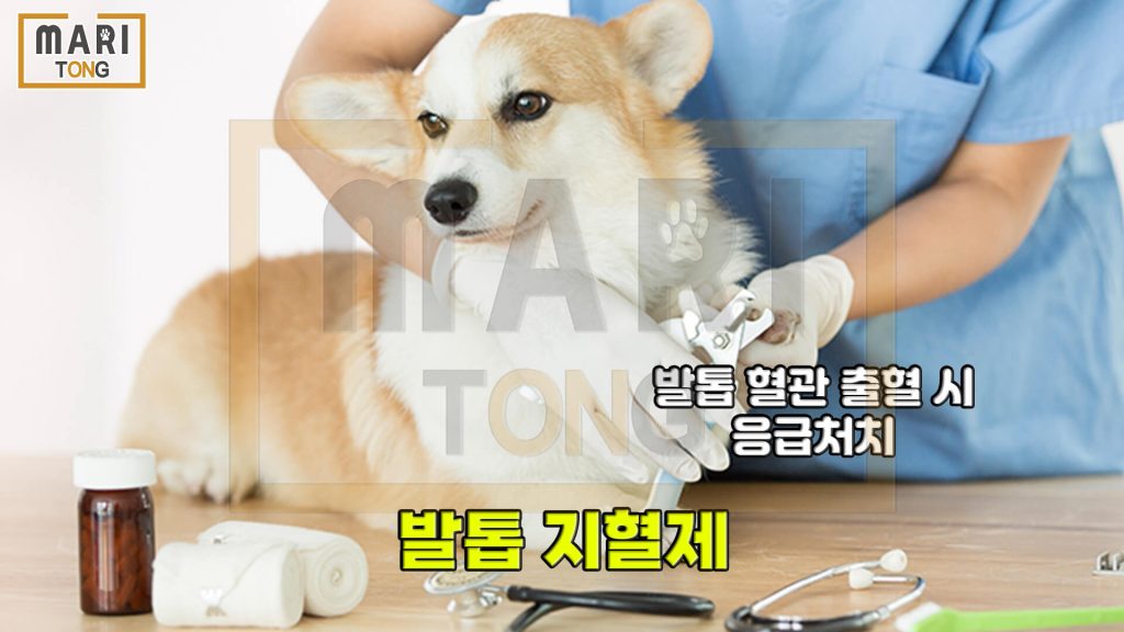 강아지 동물병원 강아지 구급상자 - 발톱 지혈제